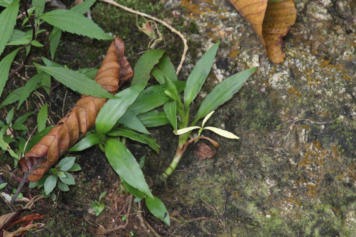 Goodyera procera (Ker Gawl.) Hook.